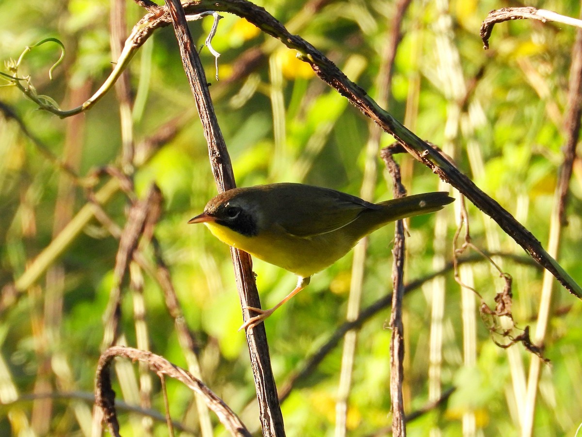 Common Yellowthroat - ML624224649