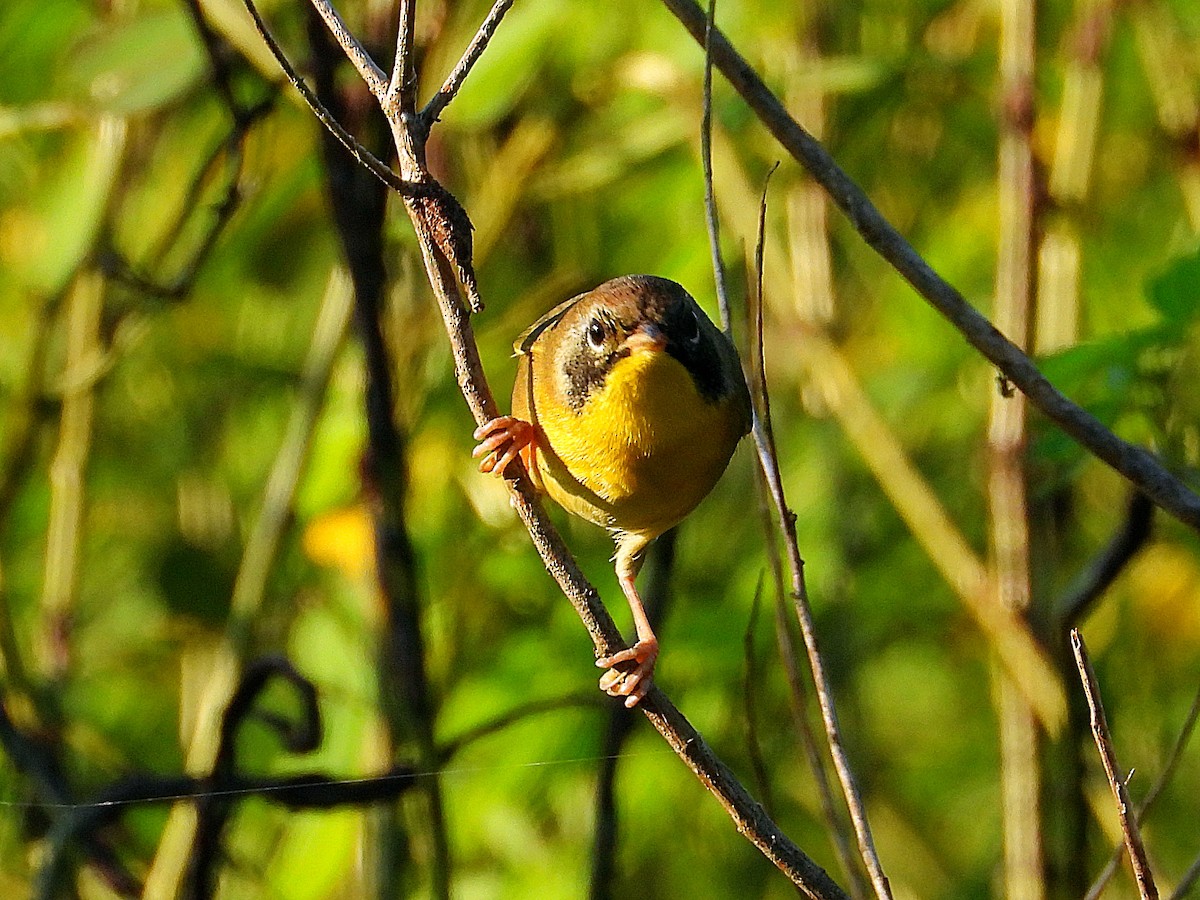 Common Yellowthroat - ML624224653