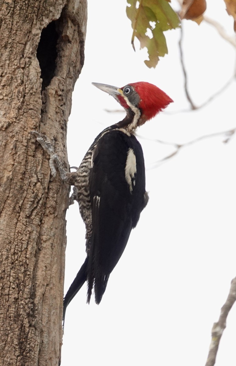 Lineated Woodpecker - ML624224654