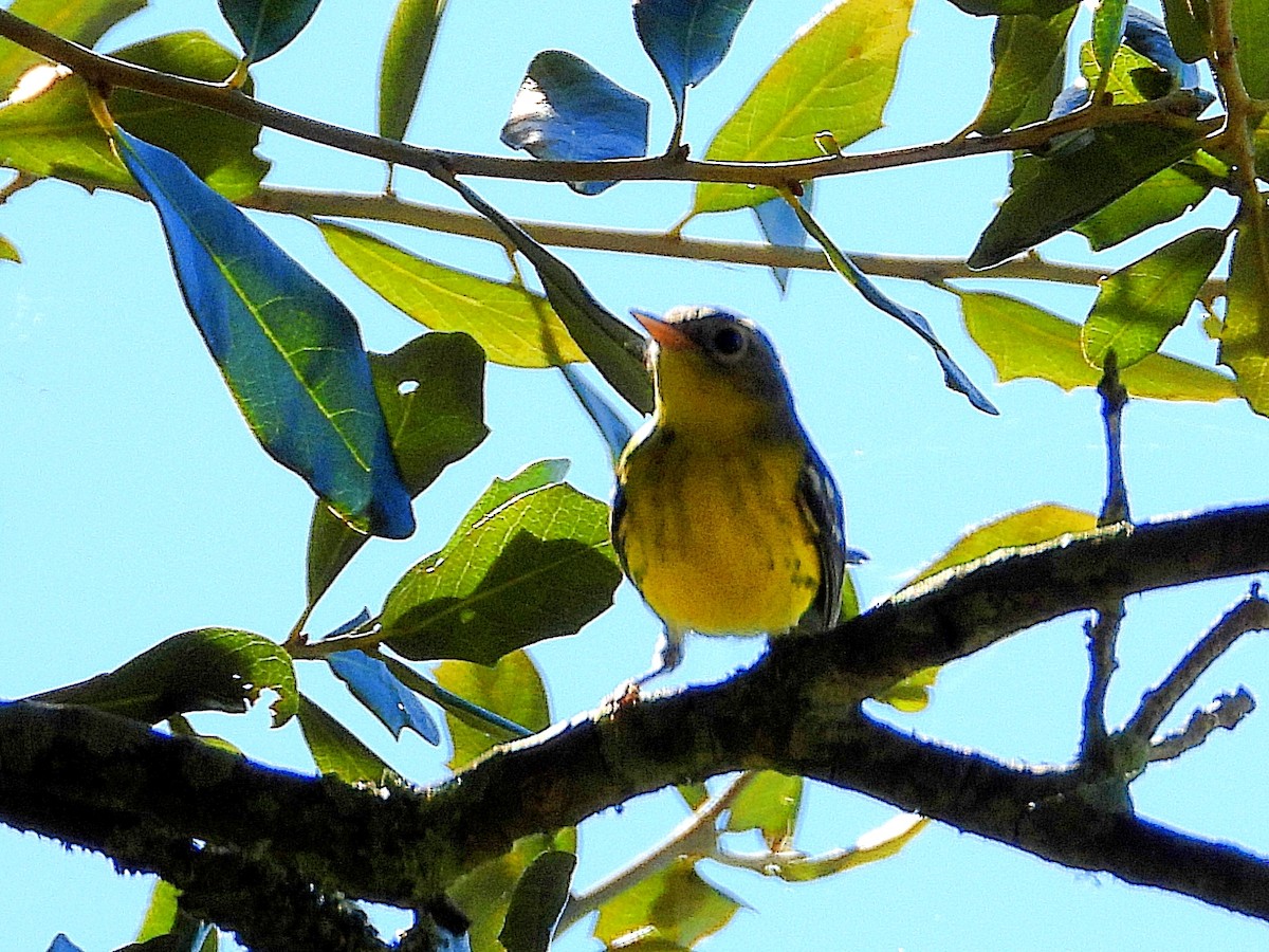 Magnolia Warbler - ML624224657