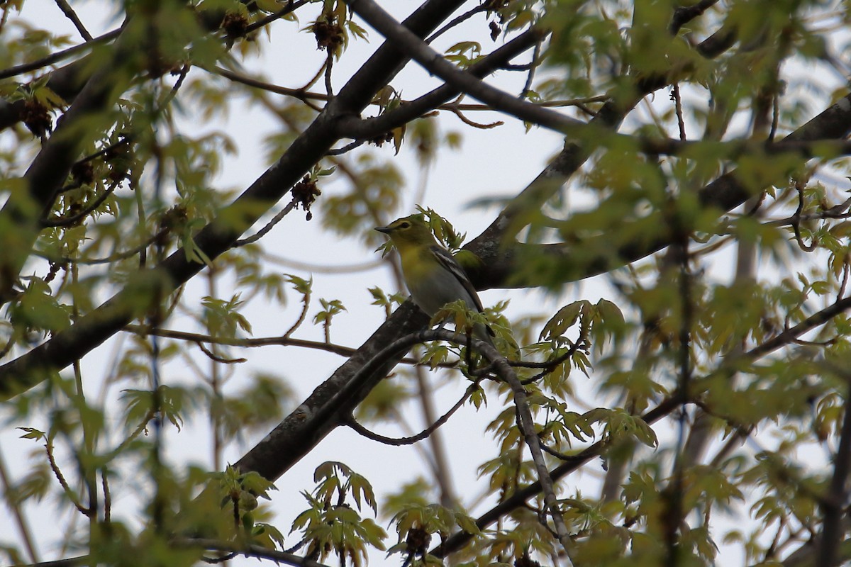 Vireo Gorjiamarillo - ML624224658