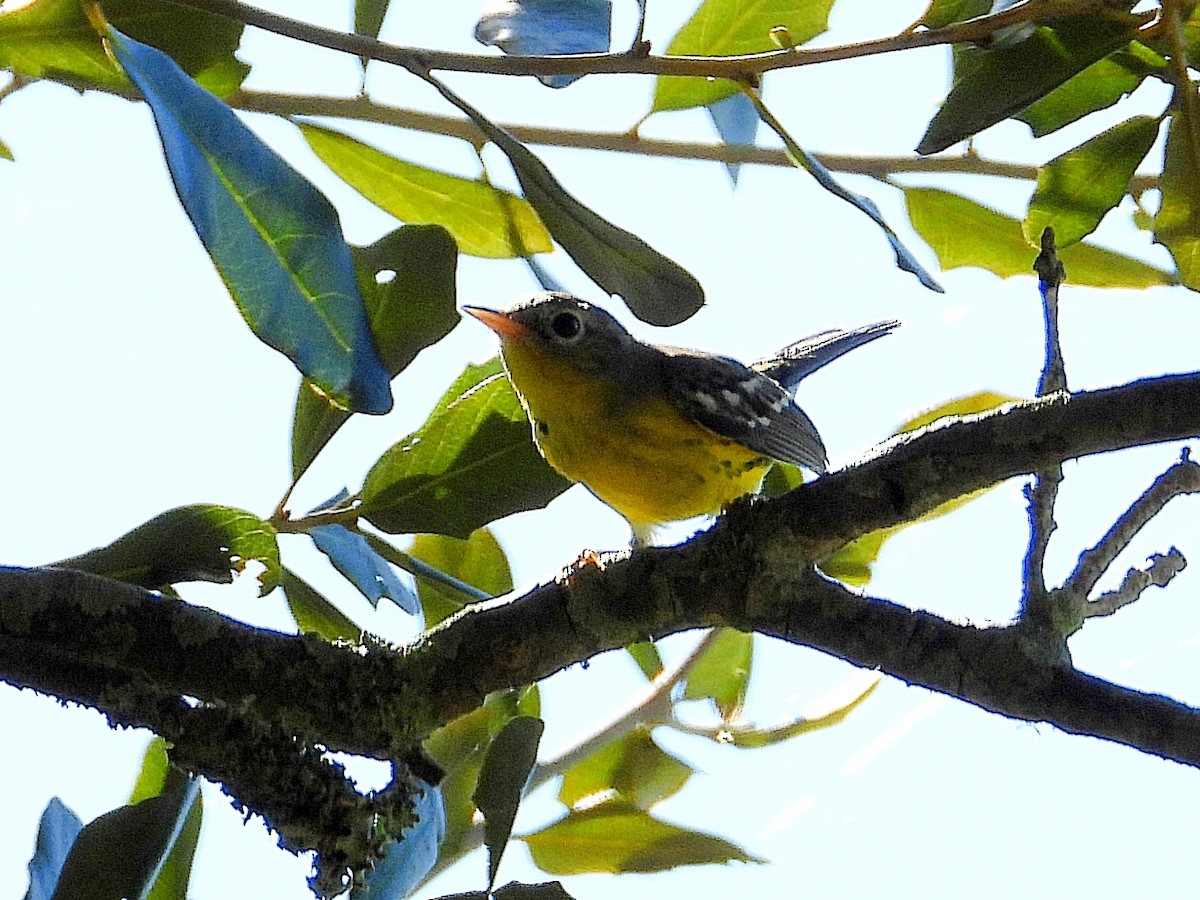 Magnolia Warbler - ML624224666