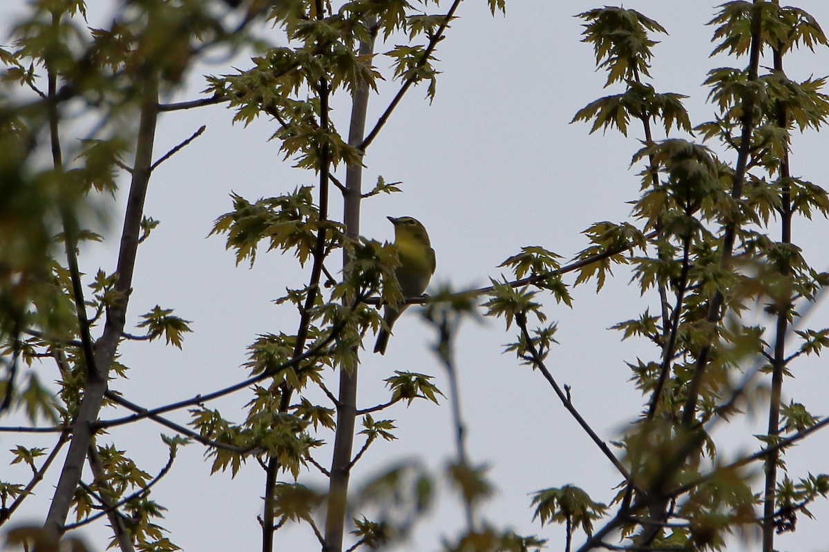 Vireo Gorjiamarillo - ML624224673