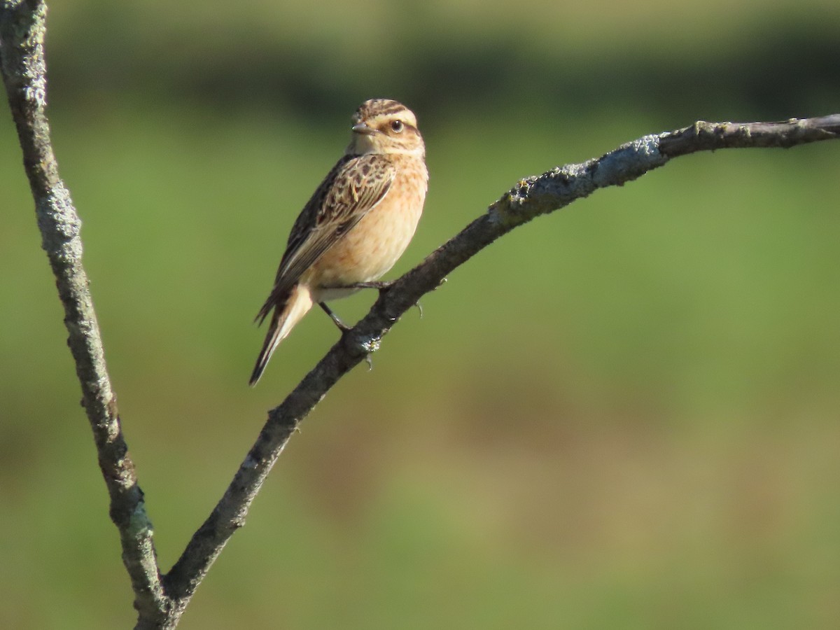 Whinchat - Joaquín Meana