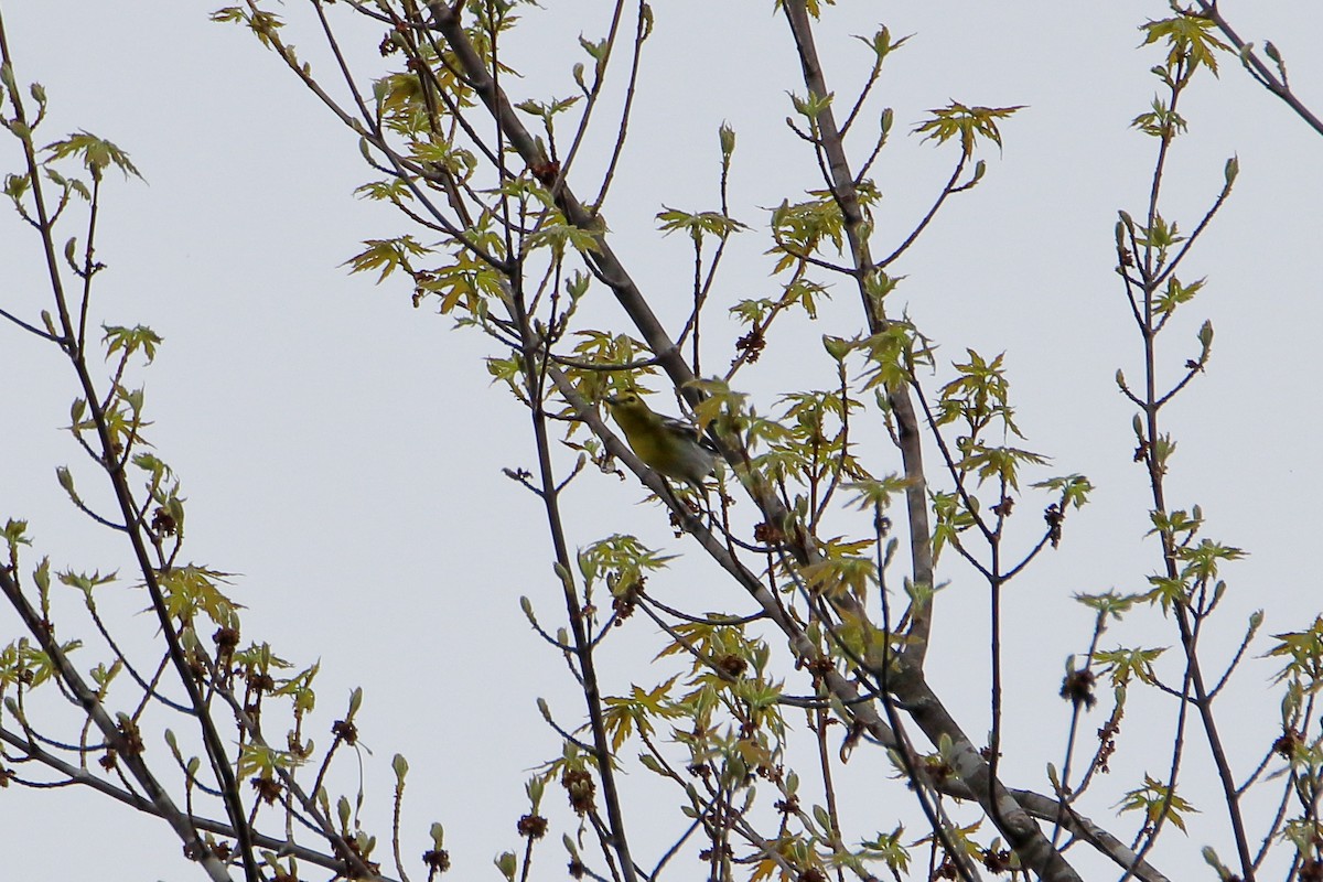 Yellow-throated Vireo - Daniel  Bellich