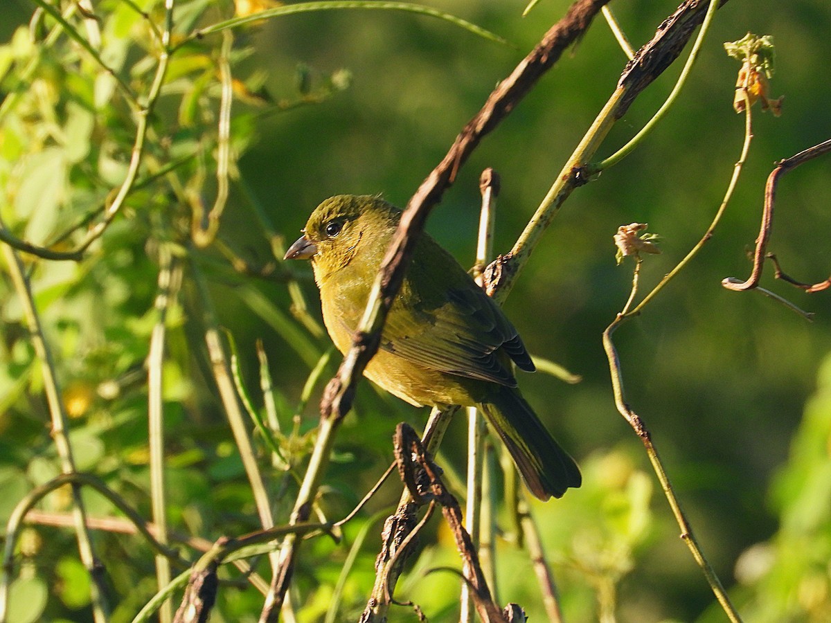 Painted Bunting - ML624224676