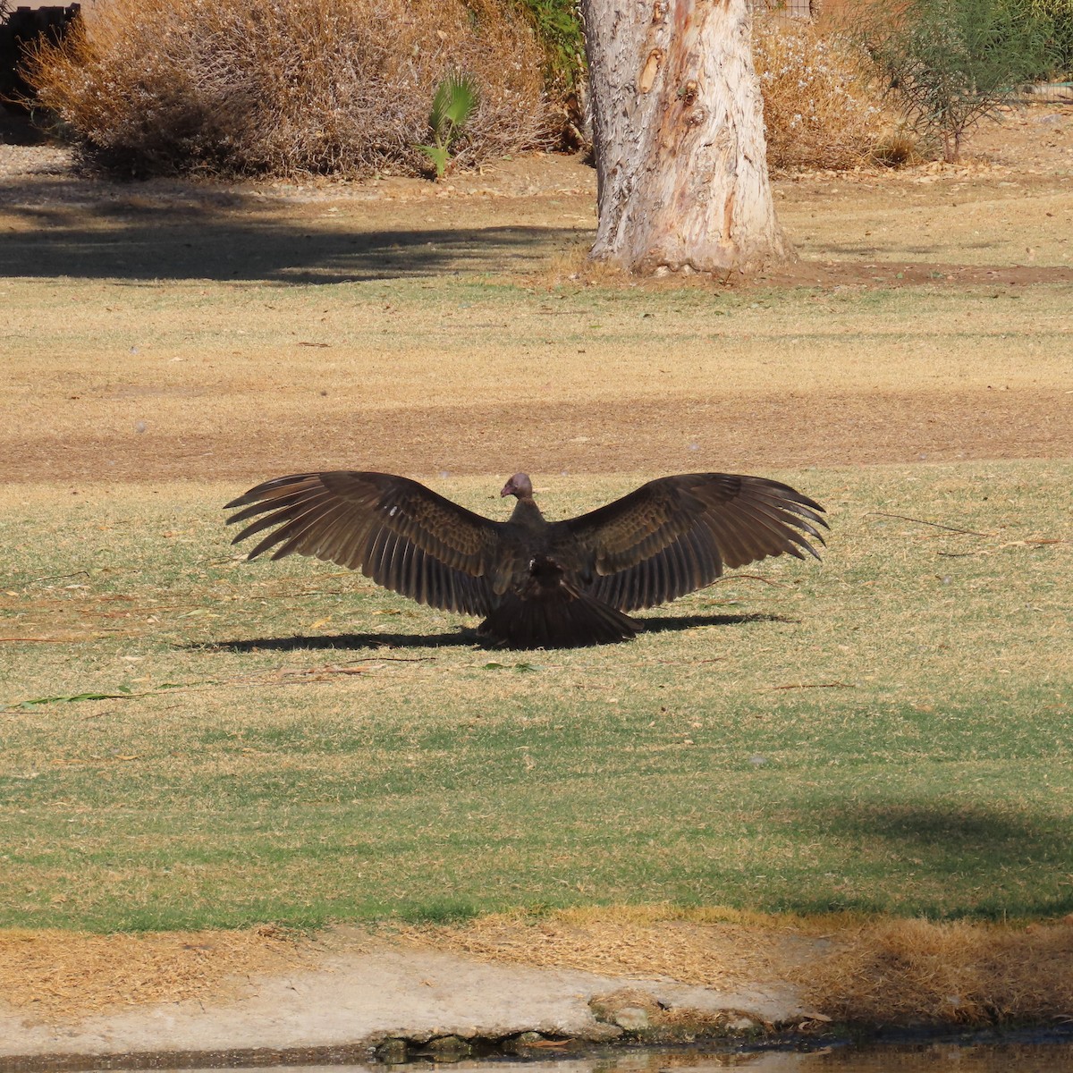 Turkey Vulture - ML624224685