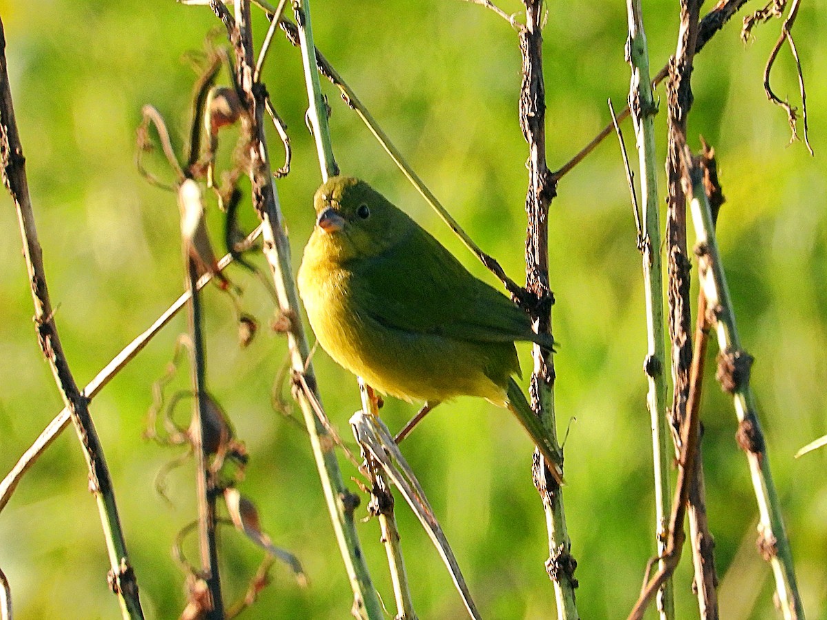 Painted Bunting - Michael Musumeche