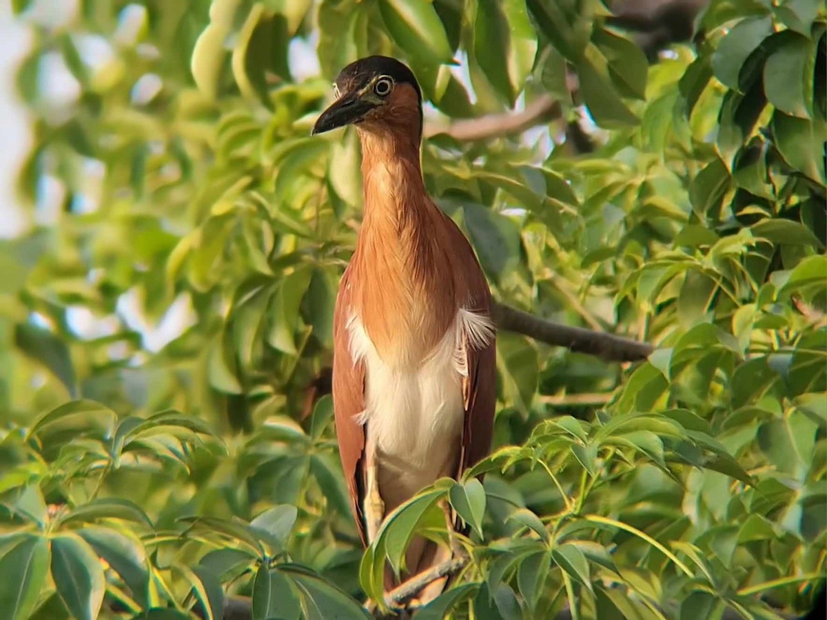 Nankeen Night Heron - ML624224692