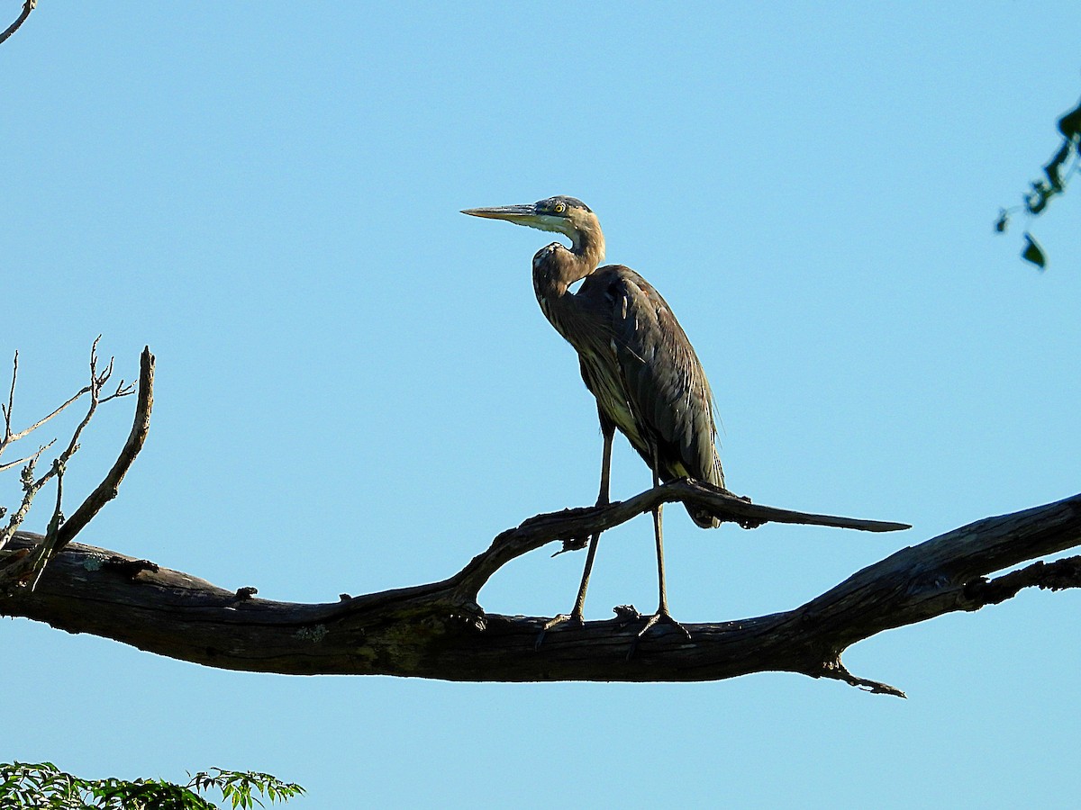 Great Blue Heron - ML624224699