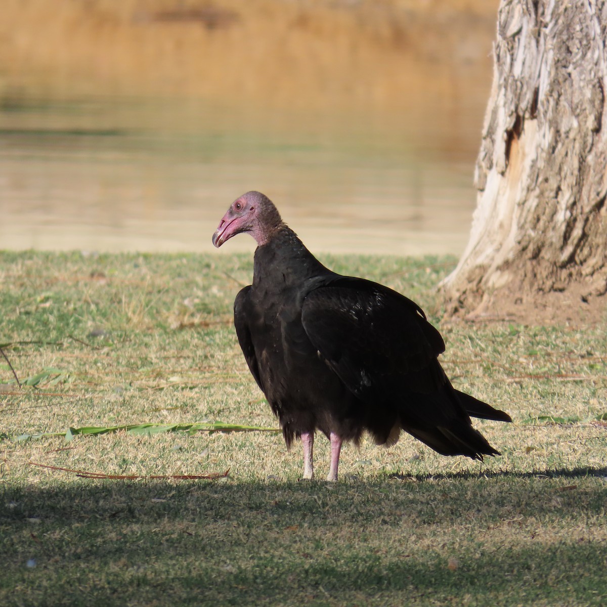 Turkey Vulture - ML624224701