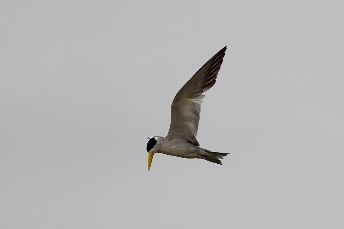 Large-billed Tern - ML624224704