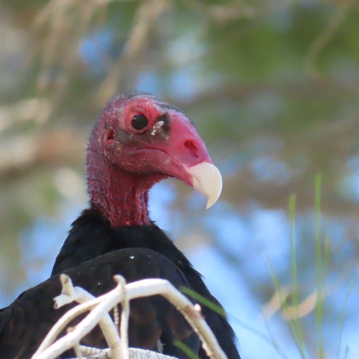 Turkey Vulture - ML624224716