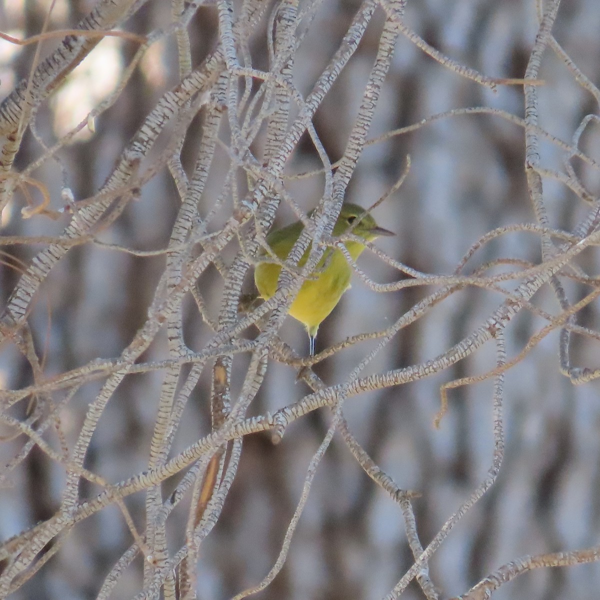 Orange-crowned Warbler - ML624224746