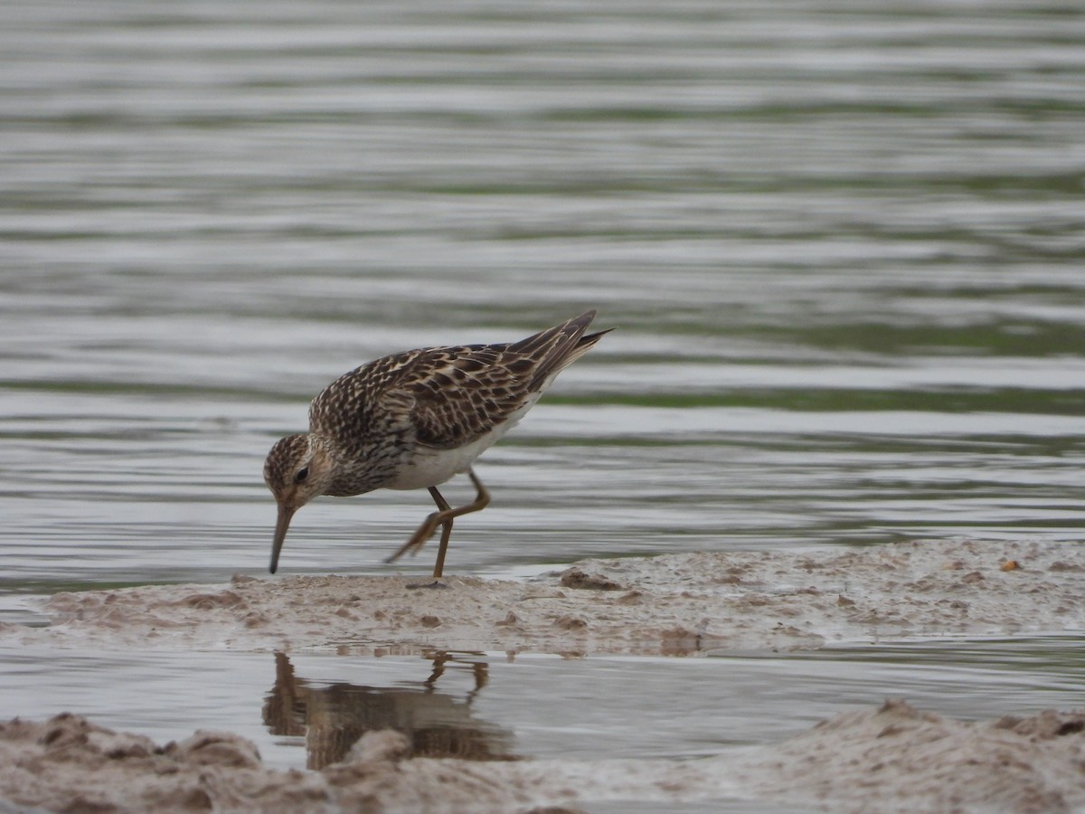 Pectoral Sandpiper - ML624224748