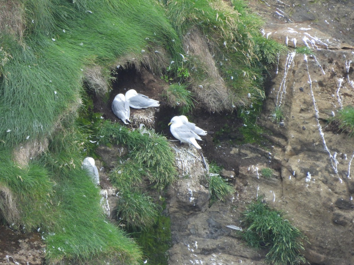 Black-legged Kittiwake - Nathan Cross