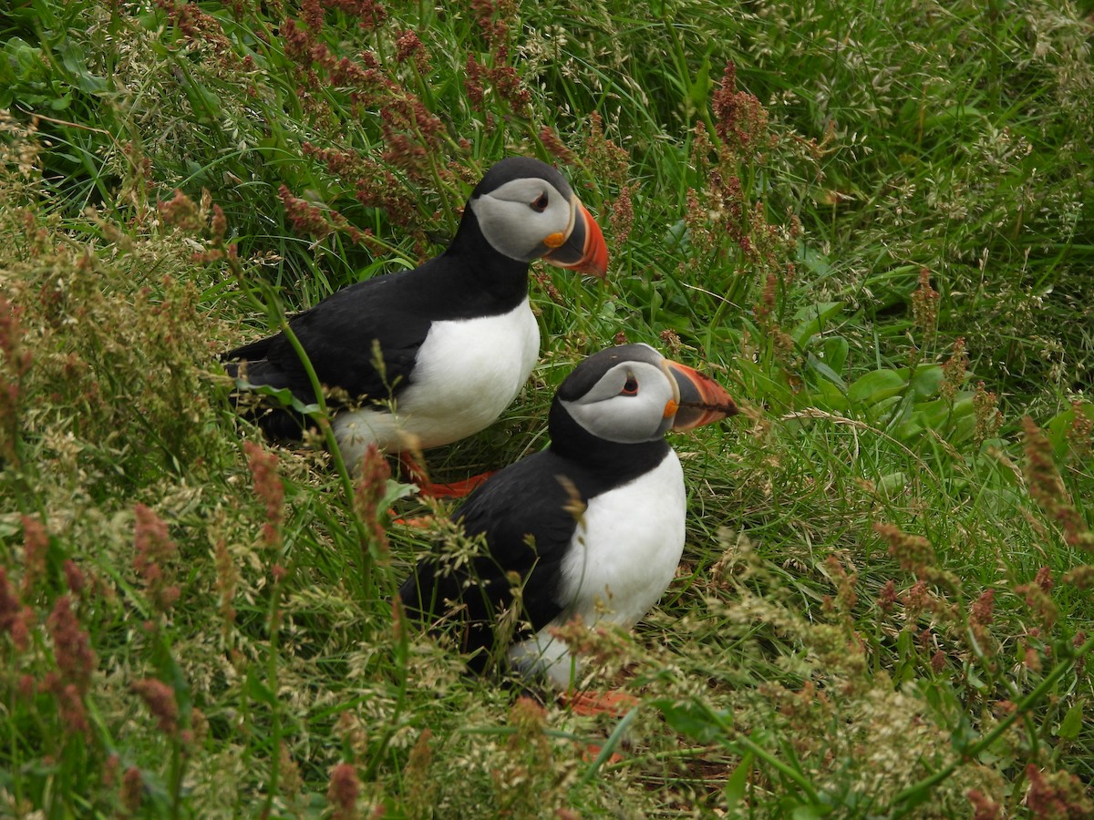 Atlantic Puffin - Nathan Cross