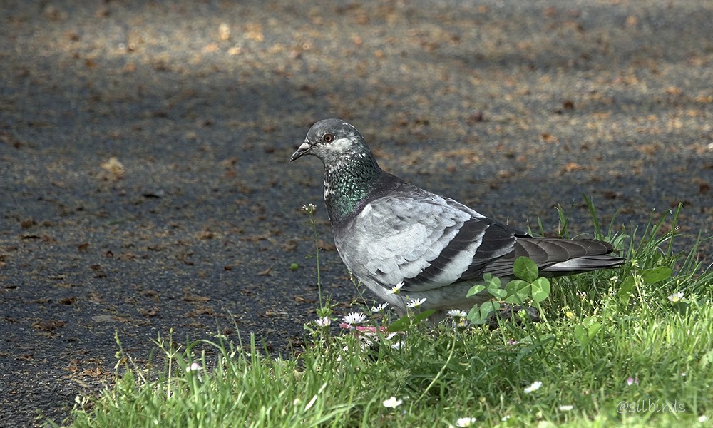 Rock Pigeon (Feral Pigeon) - ML624224803