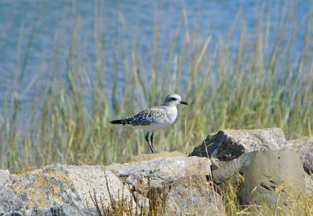 Black-bellied Plover - Tim E.