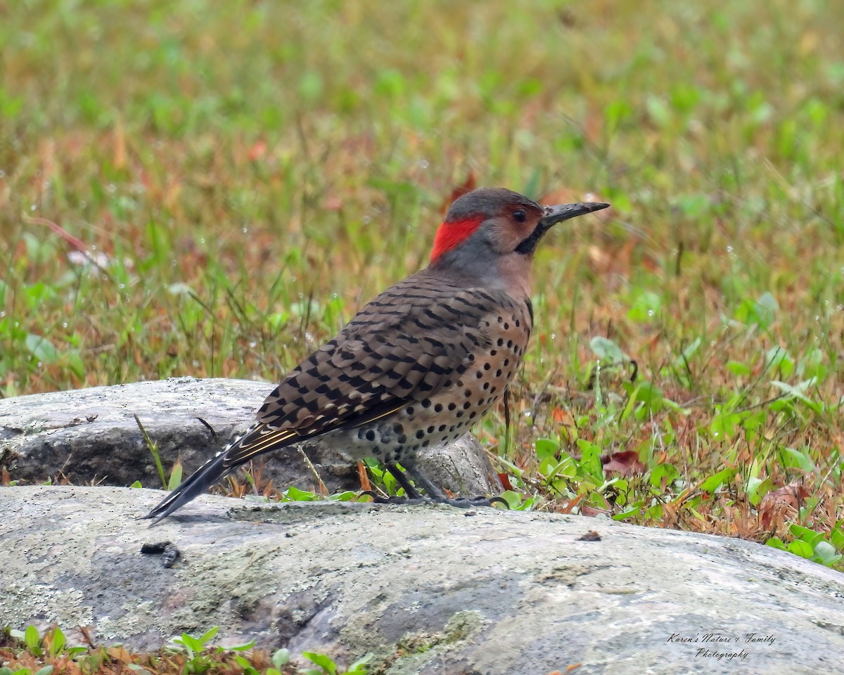 Northern Flicker - Karen VanDyk