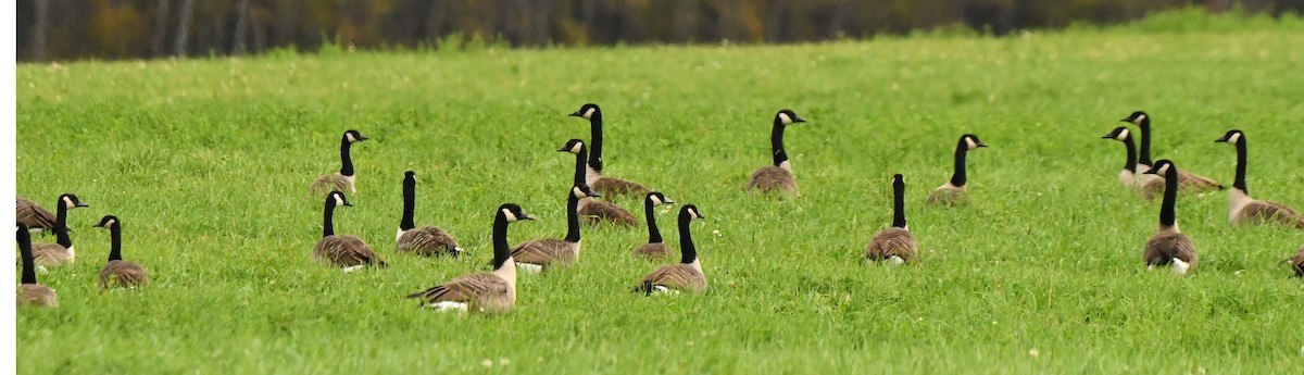 Канад галуу - ML624224870