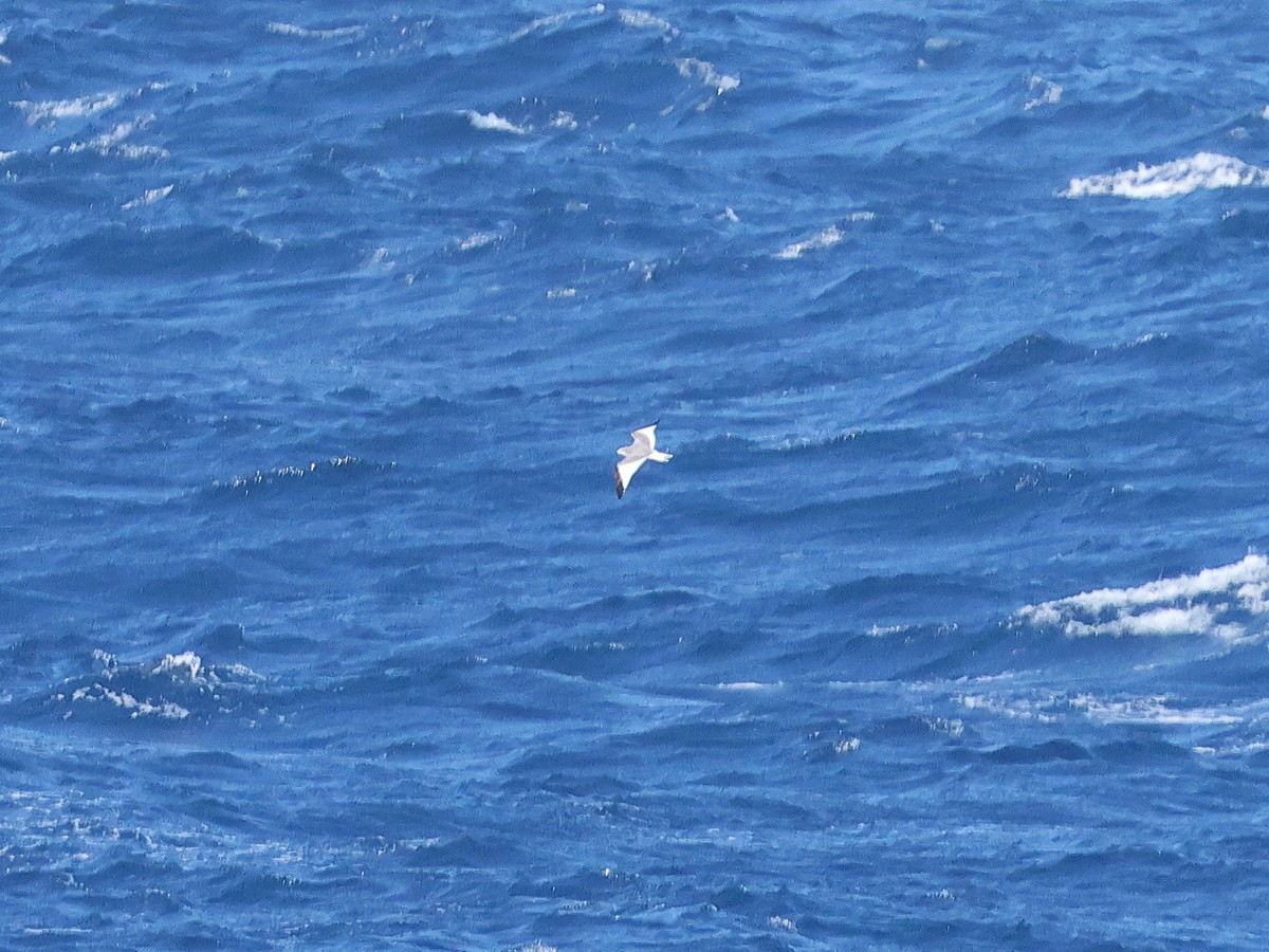 Sabine's Gull - ML624224877
