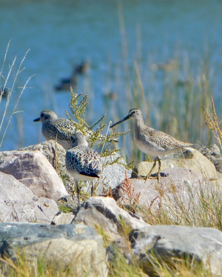 Short-billed Dowitcher - Tim E.