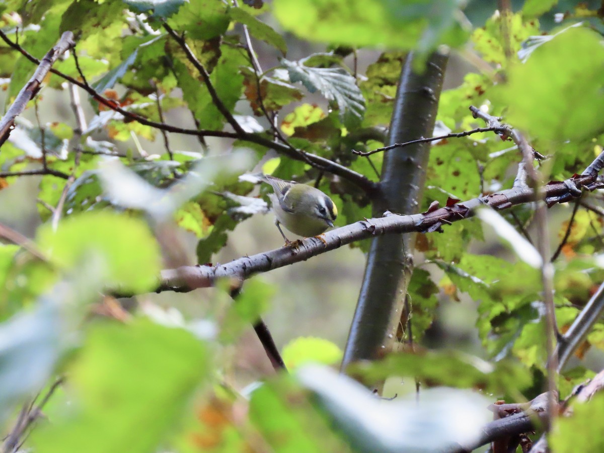 Golden-crowned Kinglet - ML624224897