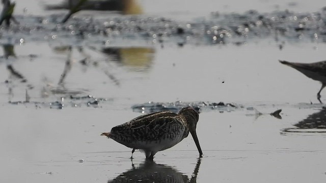 Pantanal Snipe - ML624224899