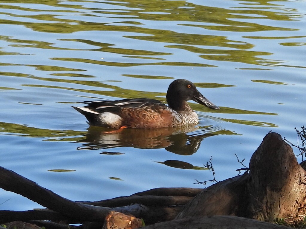 Canard souchet - ML624224907