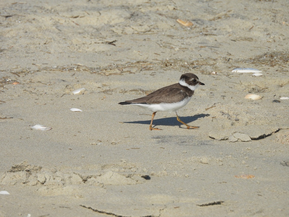 Semipalmated Plover - ML624224909