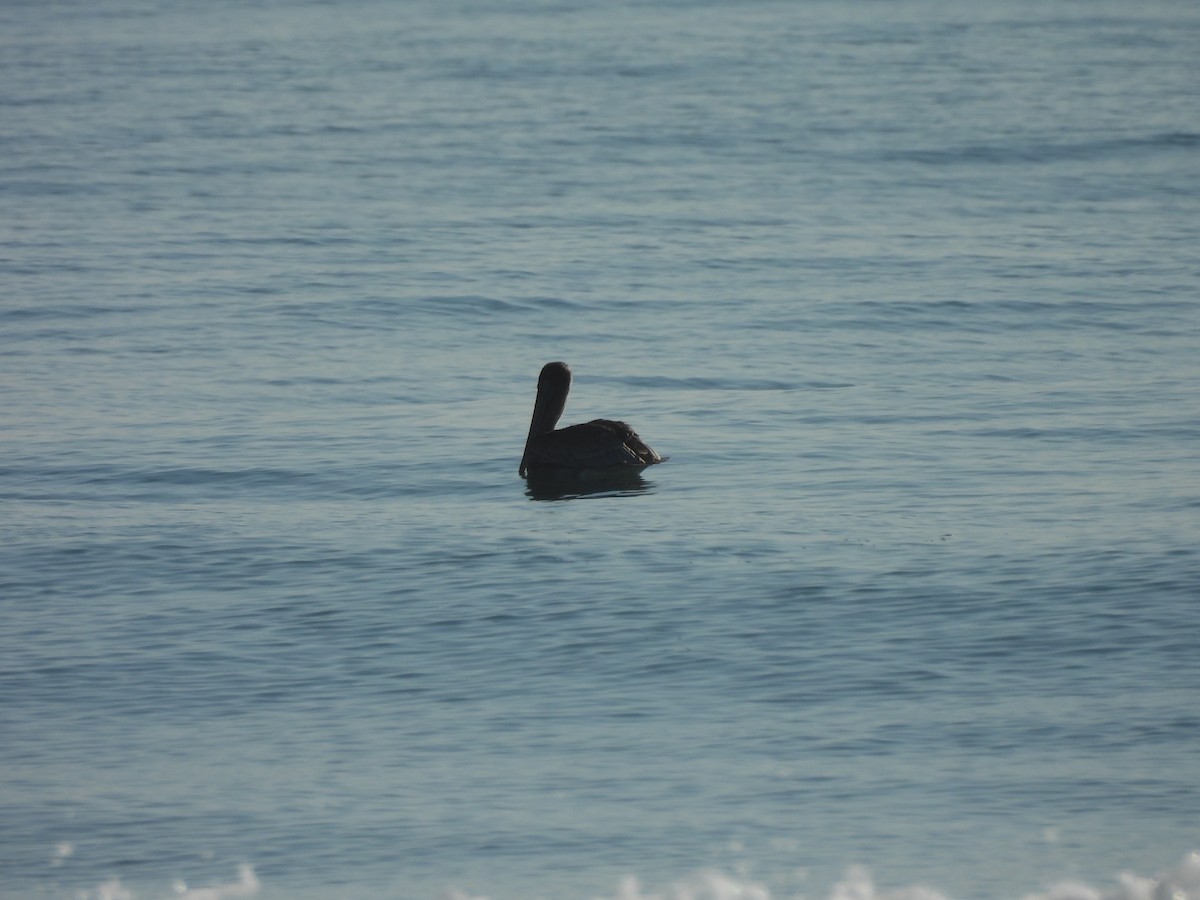 Brown Pelican - ML624224911