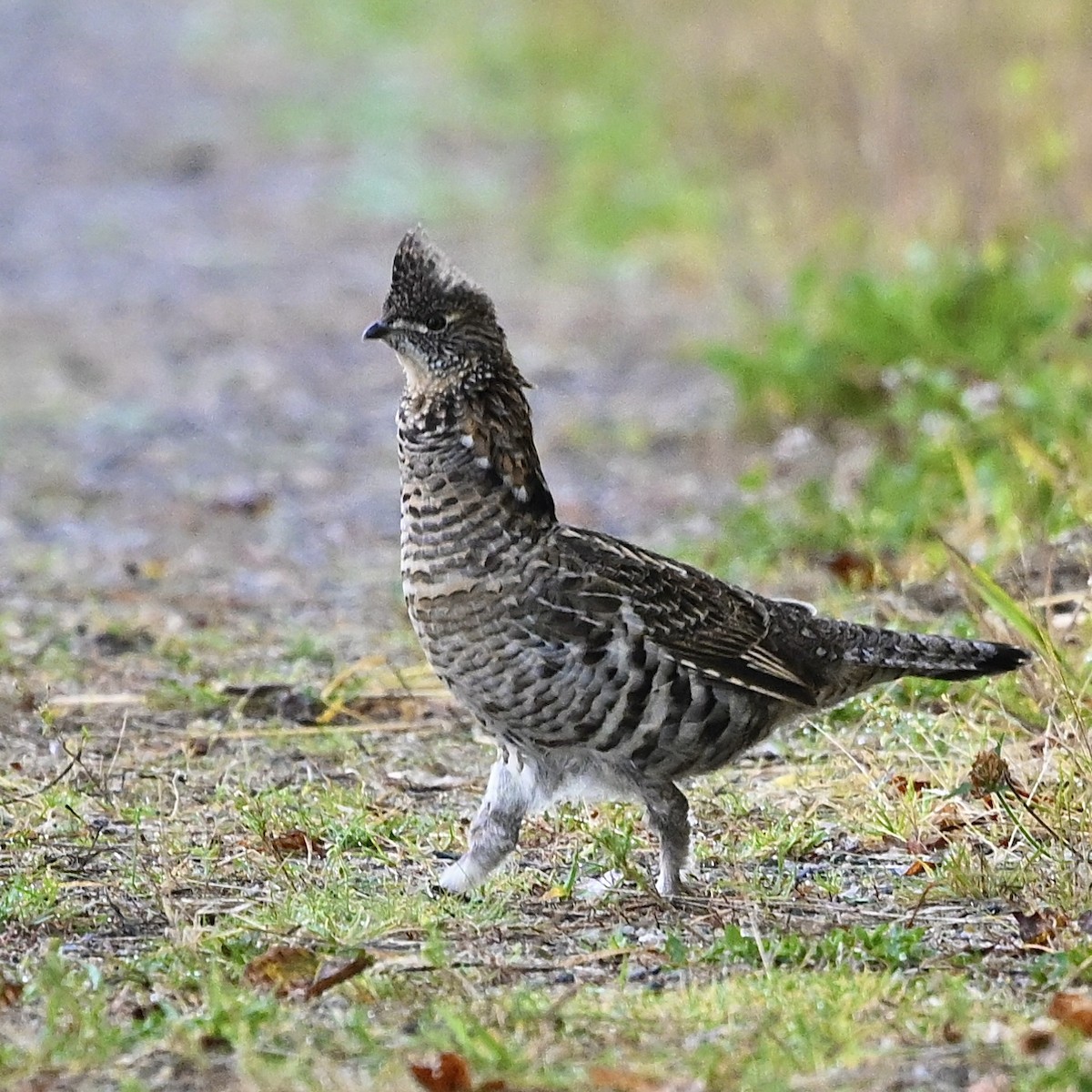 Ruffed Grouse - ML624224912