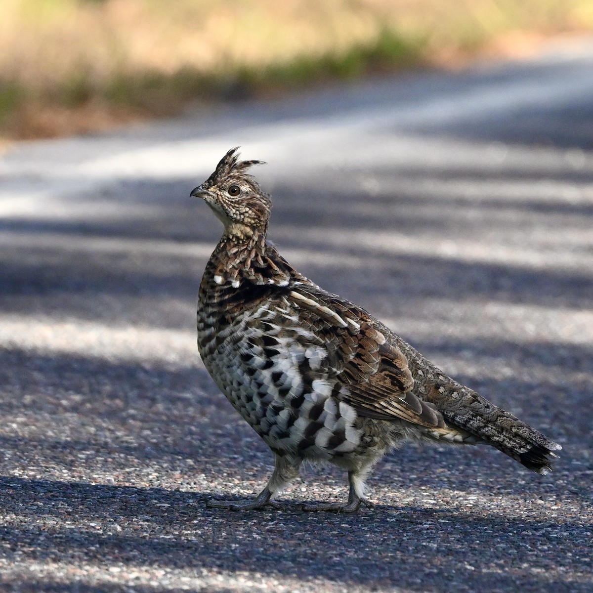 Ruffed Grouse - ML624224913