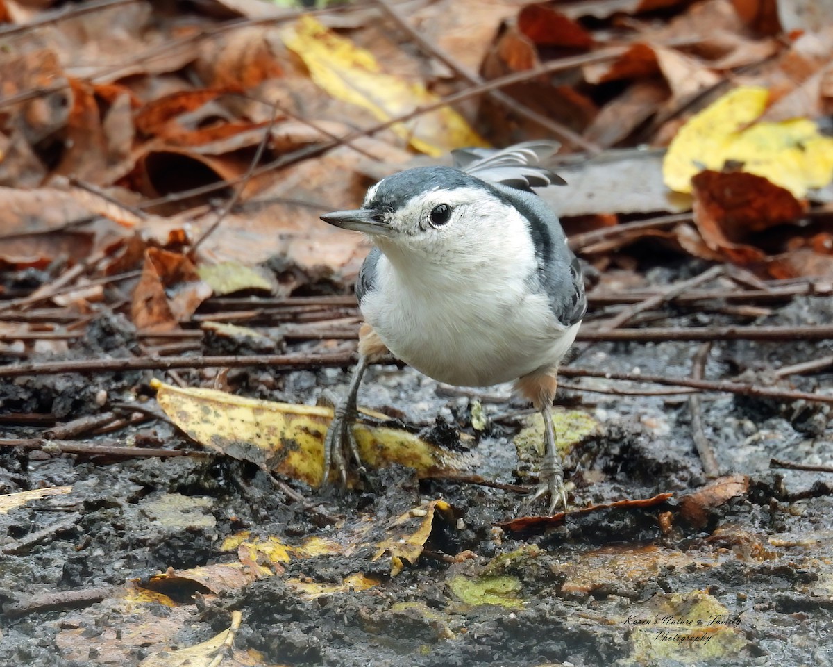 White-breasted Nuthatch - Karen VanDyk