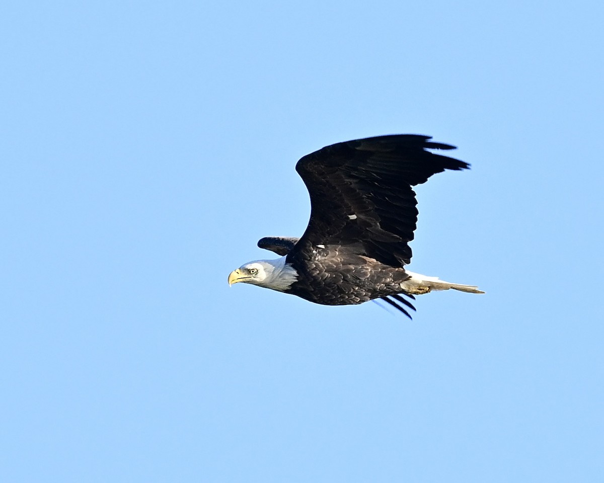 Bald Eagle - ML624224926