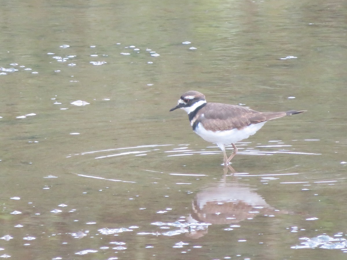 Killdeer - James Speicher