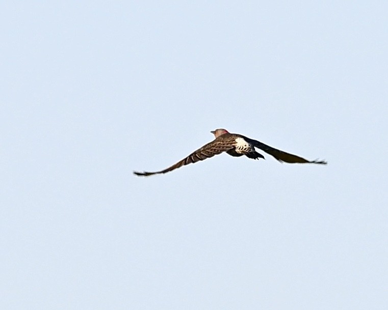 Northern Flicker - ML624224932