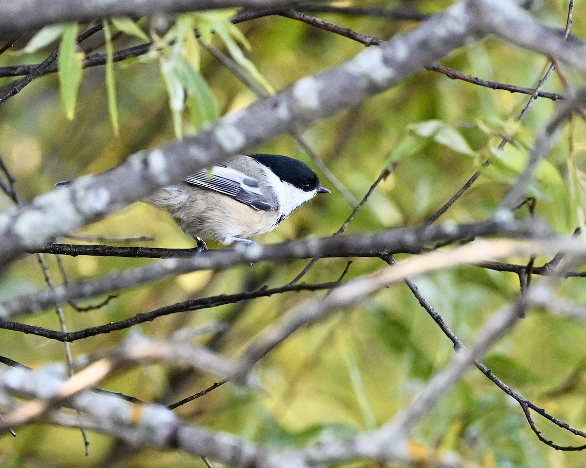 Black-capped Chickadee - ML624224935