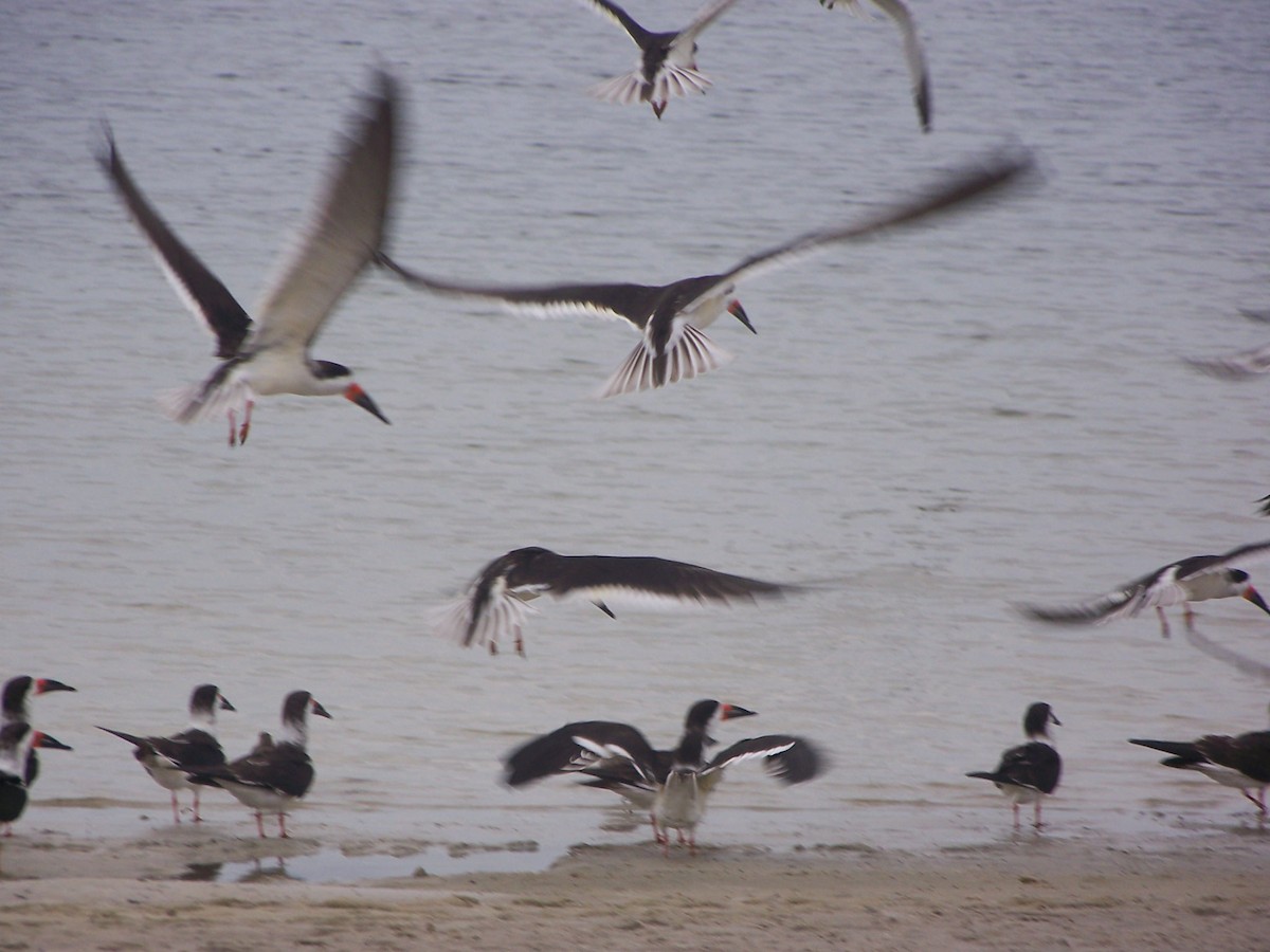 Black Skimmer - ML624224937