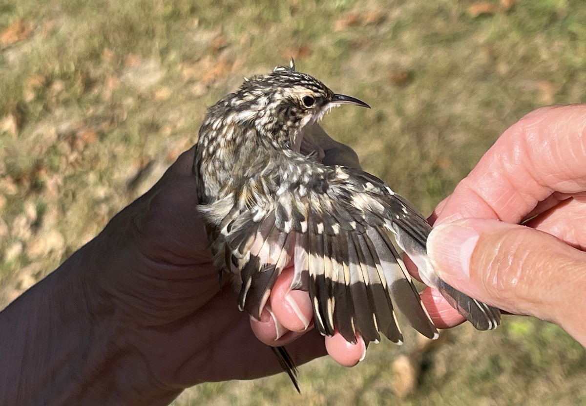 Brown Creeper - ML624224938