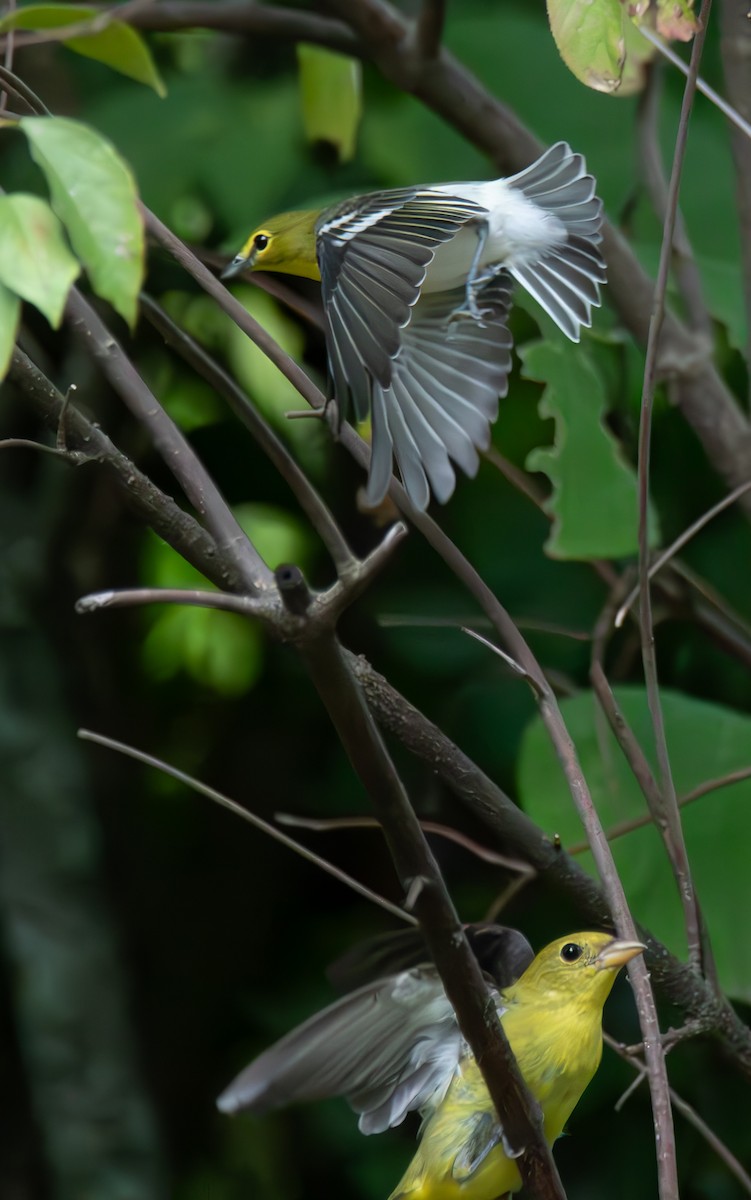 Vireo Gorjiamarillo - ML624224944