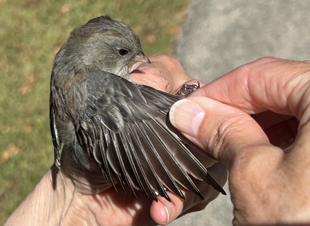 Dark-eyed Junco (Slate-colored) - ML624224945