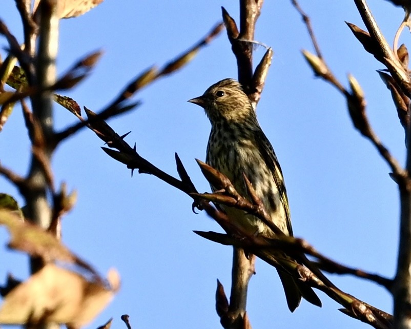 Pine Siskin - ML624224949