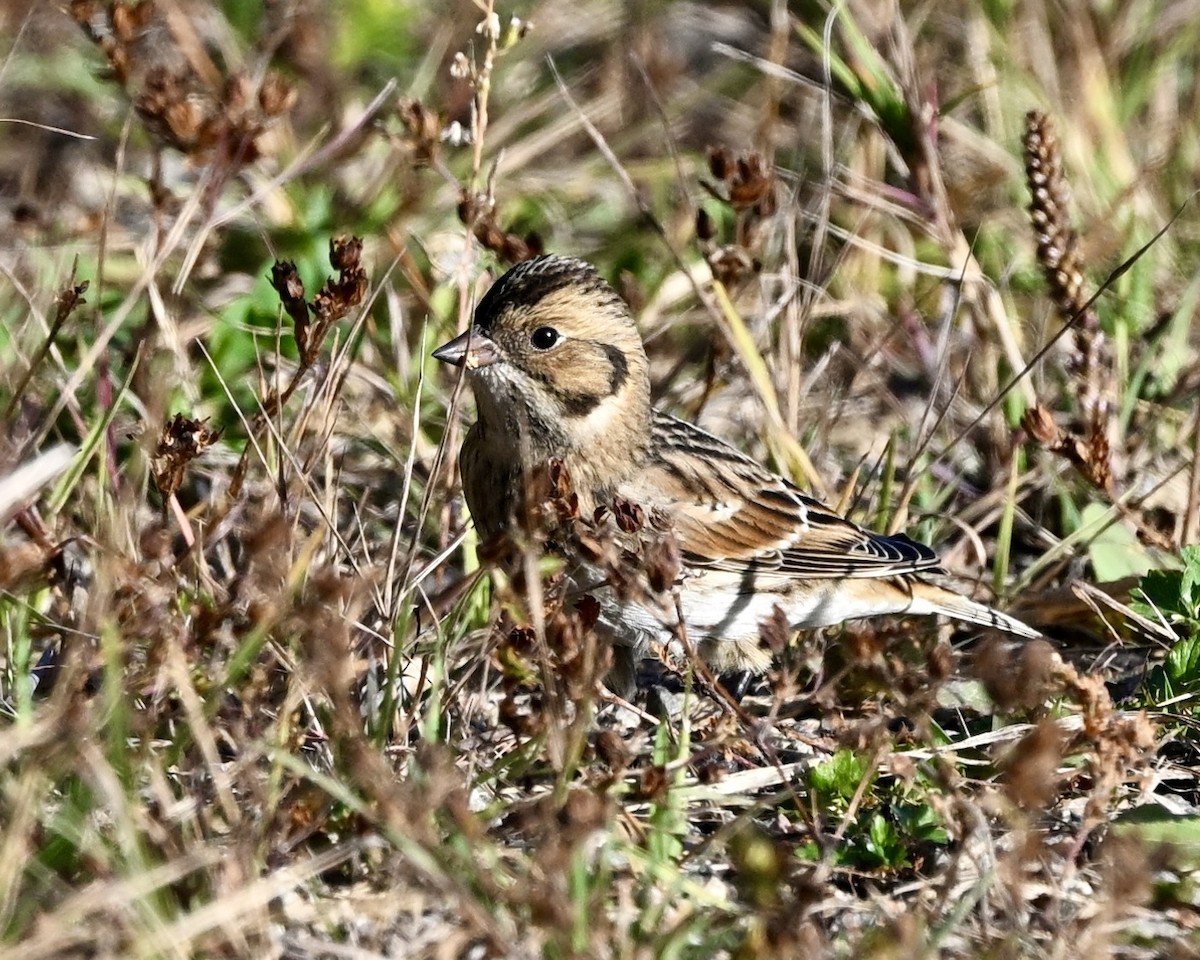 Zigolo della Lapponia - ML624224957