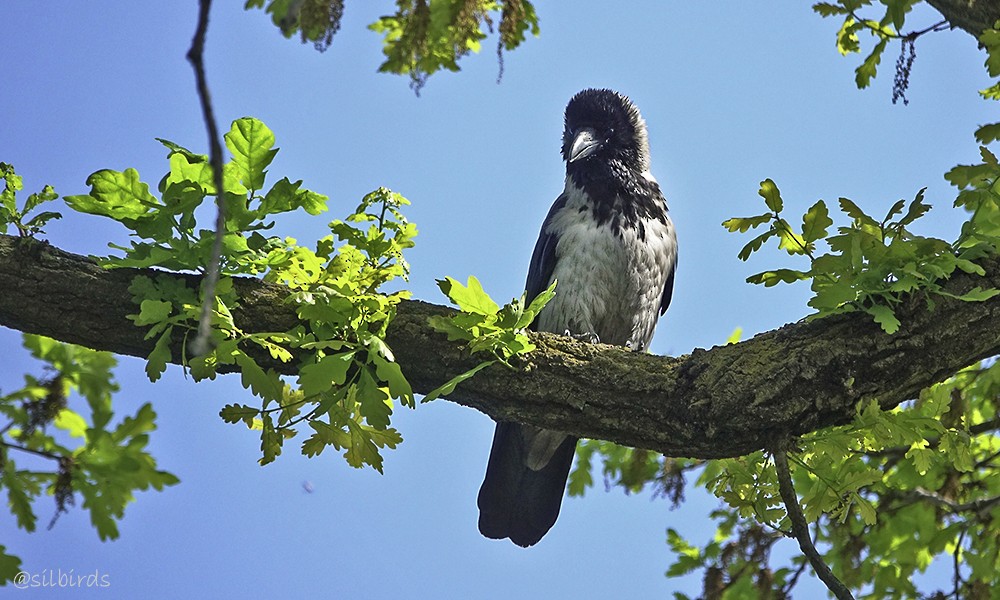 Hooded Crow - ML624224958