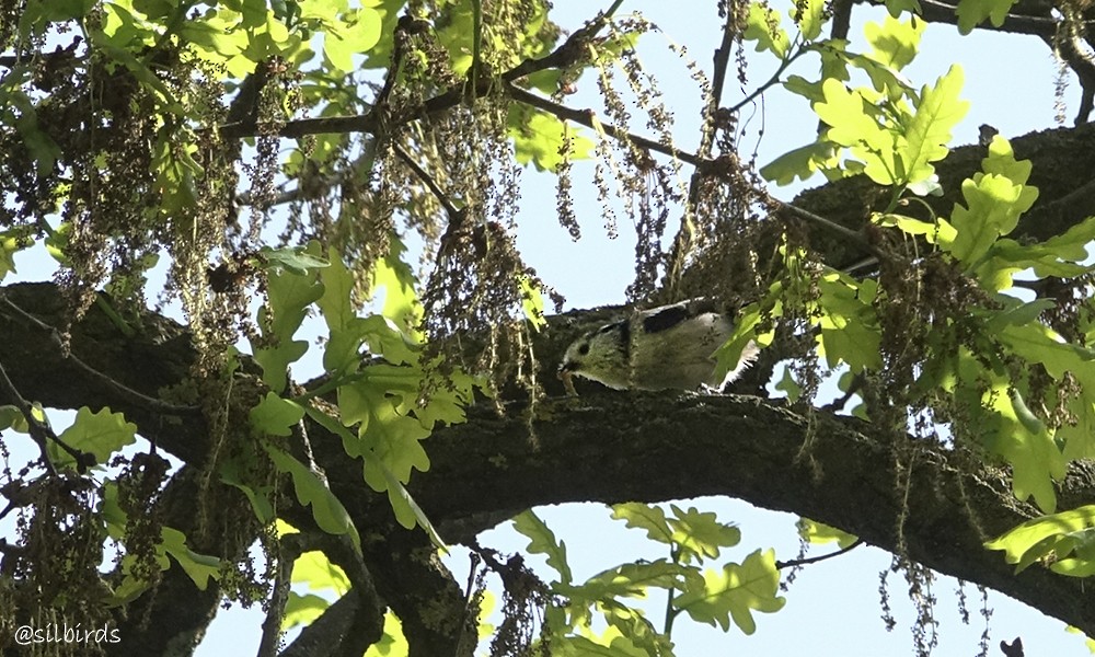 Long-tailed Tit - ML624224965
