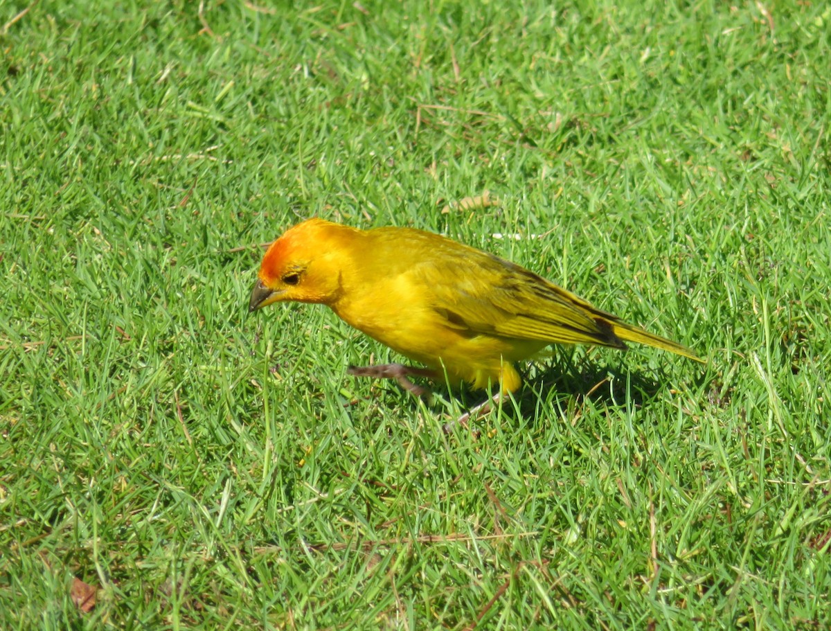 Saffron Finch - ML624224967