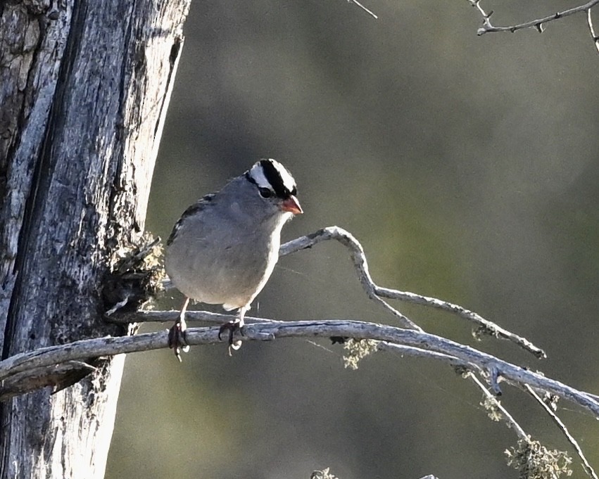 White-crowned Sparrow - ML624224968