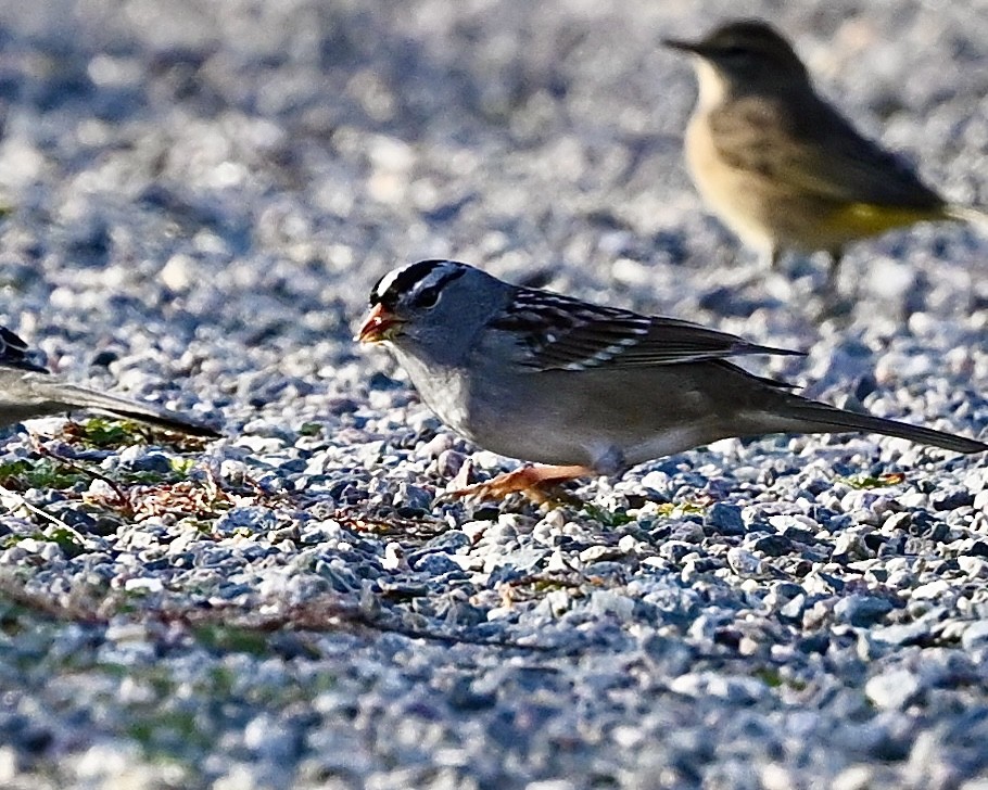 White-crowned Sparrow - ML624224969